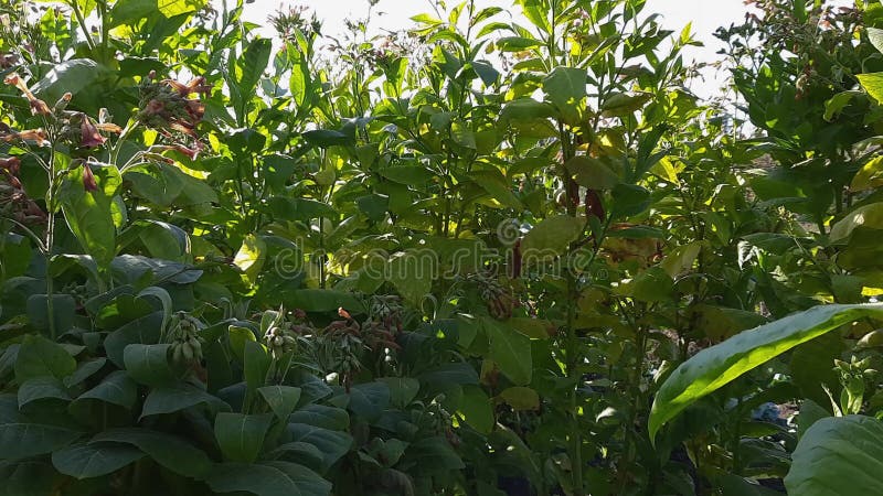 Plantação de cigarro em floração no campo de visão entre caules