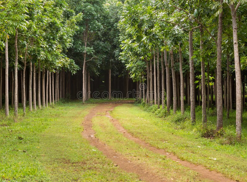 Pathway or track leads through plantation of Mahogany trees in Kauai, Hawaii, USA. Pathway or track leads through plantation of Mahogany trees in Kauai, Hawaii, USA
