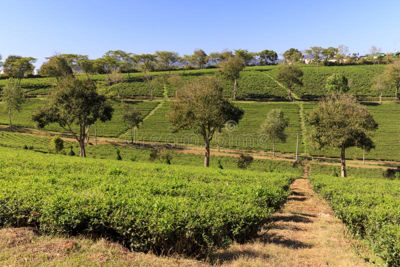 Plantação de Tam Chau Tea com os arbustos do chá verde em Bao Lam, Vietn foto de stock Plantação de Tam Chau Tea com os arbustos do chá verde em Bao Lam, Vietn foto de stock