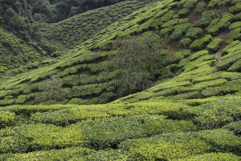 Plantações de chá em Cameron Highlands Tanah Rata, Malásia imagem de stock Plantações de chá em Cameron Highlands Tanah Rata, Malásia imagem de stock