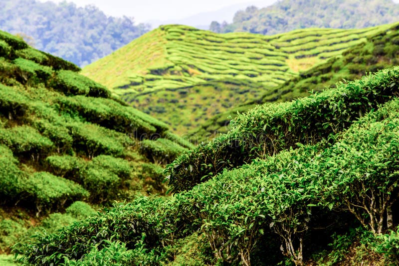 Plantações de chá verde de Cameron Highlands em Malásia fotos de stock Plantações de chá verde de Cameron Highlands em Malásia fotos de stock