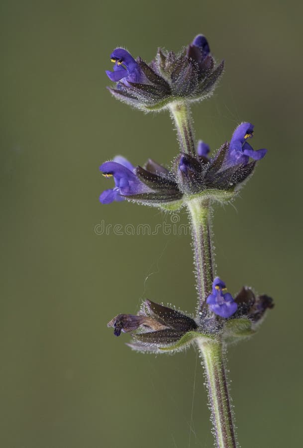 Plante Aromatique Moyenne Sage De Verveine De Clary Sauvage De Salvia  Verbenaca Avec Des Fleurs Bleu Foncé Profondes Sur Le Fond V Photo stock -  Image du floraison, cordoue: 184896720