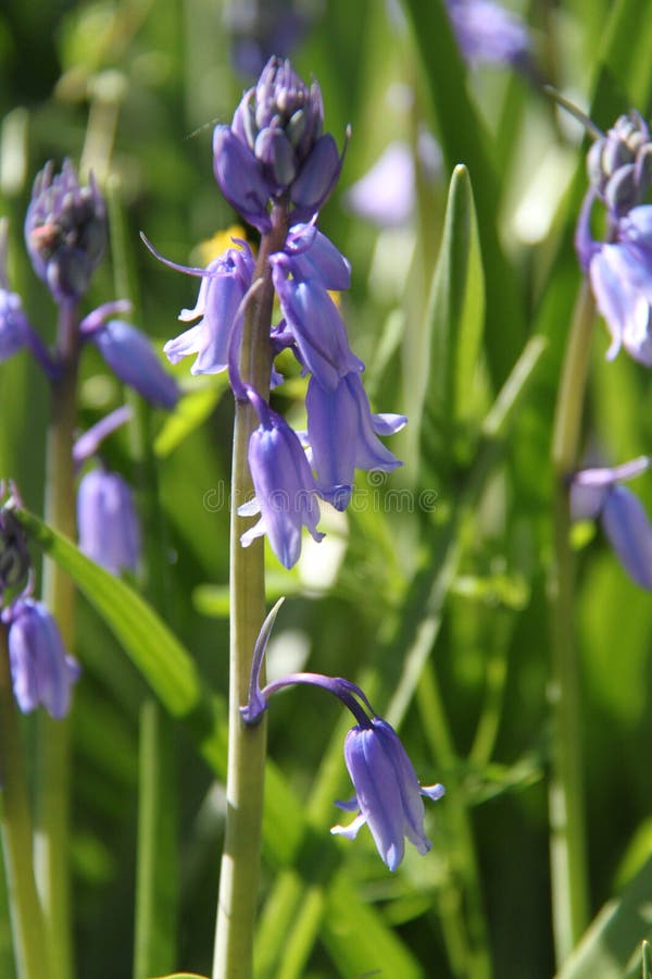 Plante Avec Cloches De Fleurs Violettes Photo stock - Image du zone, cloche:  159808514