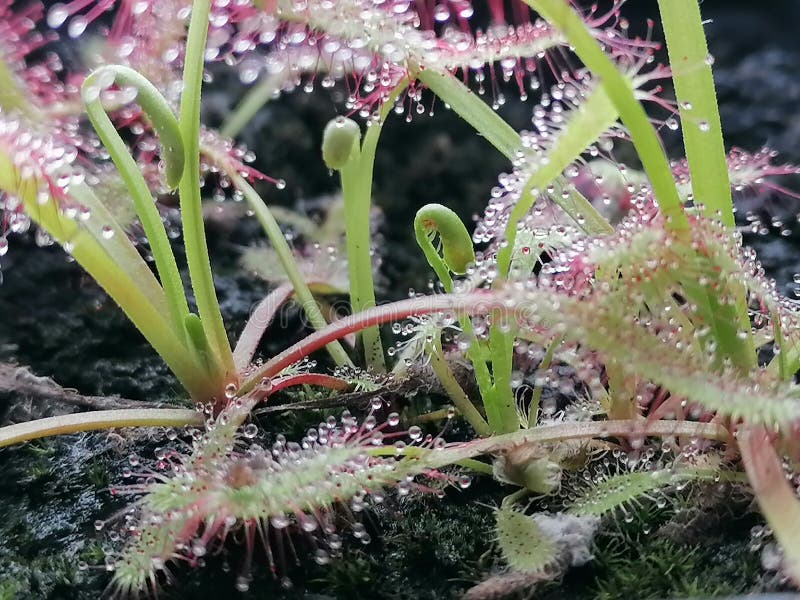 plante carnivore - Drosera capensis