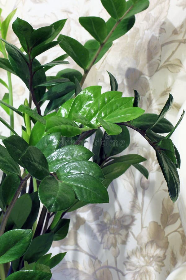 Plante Dintérieur Dans Un Pot Fin De Plante Verte Photo