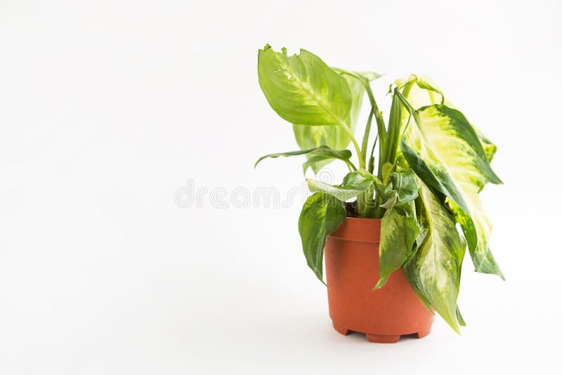 Plante D'intérieur En Pot. Feuille De Dieffenbachia Limpide Sur ...