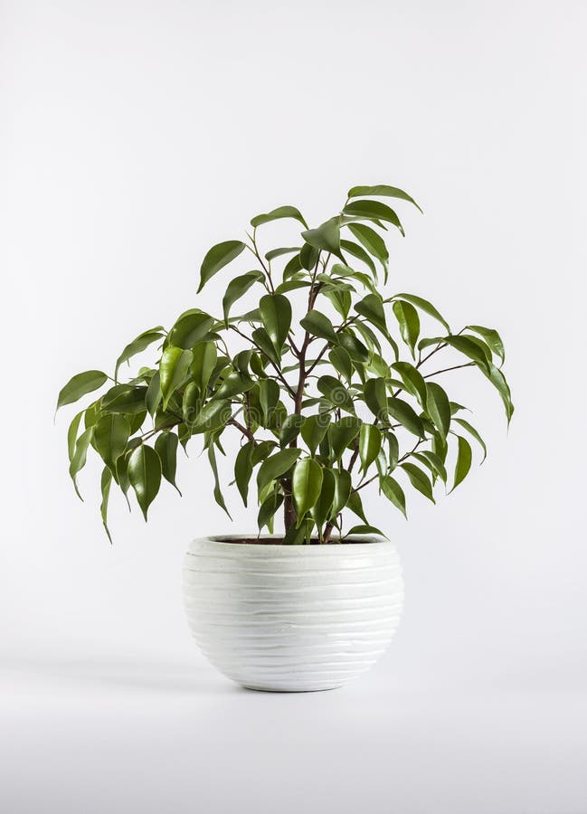 Plante en pot de Ficus benjamina et flacon vaporisateur vert sur