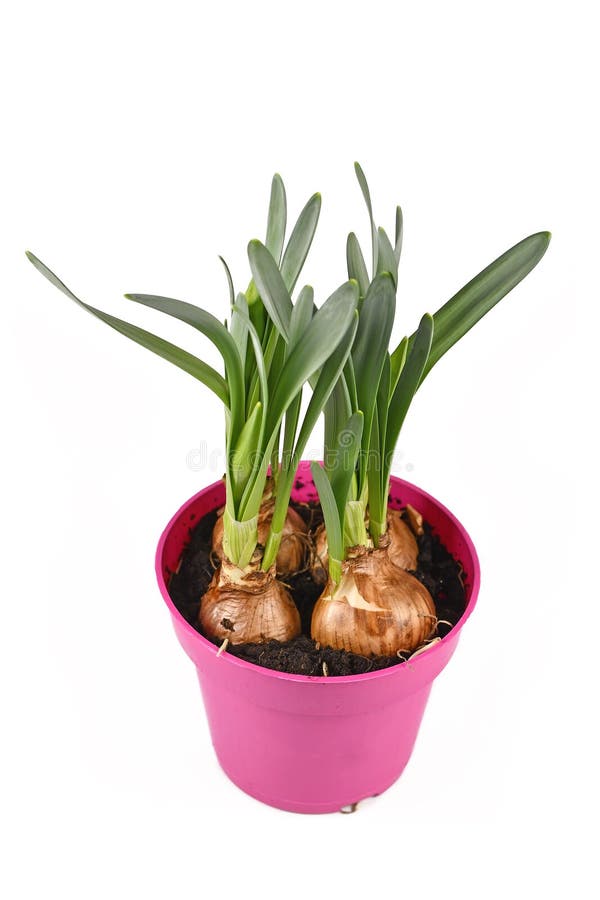 Bulbe En Pot Plante De Fleurs De Printemps Narcisse Vers L'ouest Pas Encore  En Fleur Sur Fond Blanc Image stock - Image du ressort, jardin: 213024233