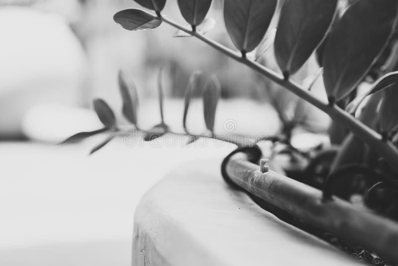 Plante de interior plantate în ghivece de beton cu fotografie alb-negru. spațiu gol pentru text. imagine conceptuală stock photo