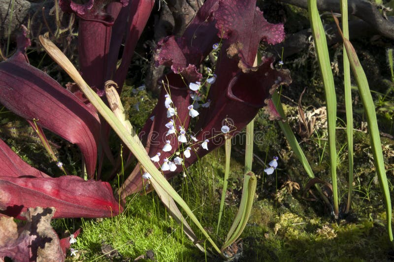 Plante De Pitcher à La Paille De Maroon Avec Délicates Fleurs Violettes  D'Utricularia Bisquamata Photo stock - Image du entonnoir, nature: 161032948
