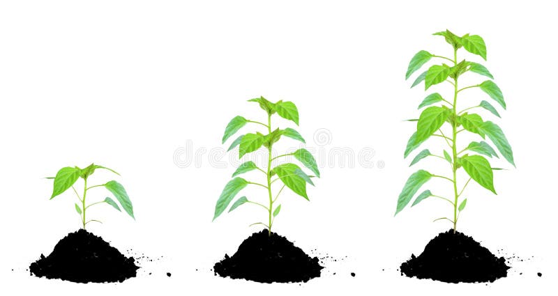 Plante el verde y el suelo imagenes de archivo Plante el verde y el suelo imagenes de archivo