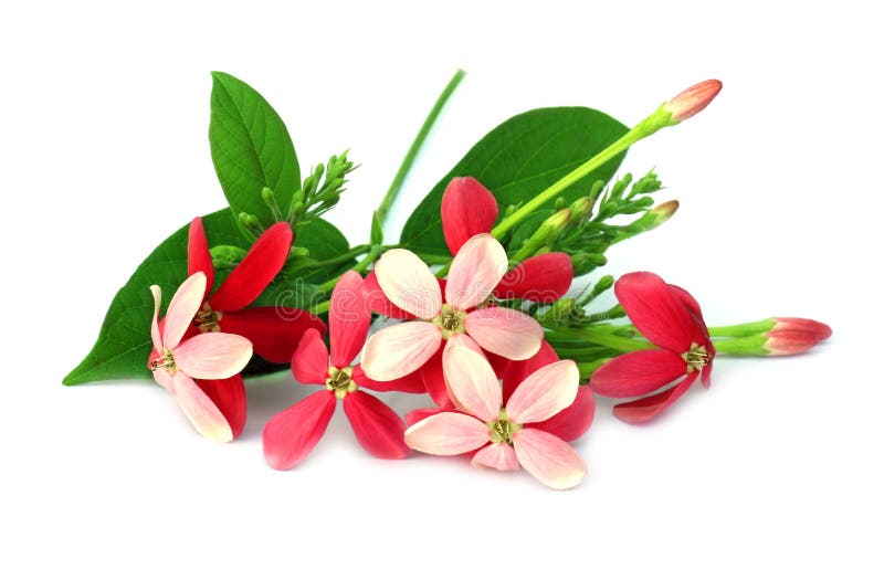 Download Plante Grimpante De Rangoon Image stock - Image du lumineux, inde: 45364173