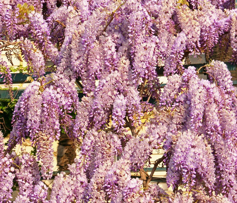 264 Photos de Plante Grimpante Violette - Photos de stock gratuites et  libres de droits de Dreamstime