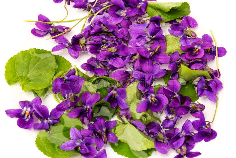 Plante Herbacée Vivace Viola Odorata Bois Violet Doux Violet Anglais Violet  Viole De Jardin. Fleur De Printemps Dans La Forêt Image stock - Image du  fleur, floraison: 175788047