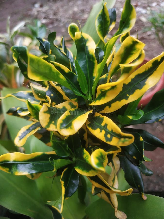 Plante ornamentale din plante ornamentale de tip anchovy croton care devin mai populare stock image