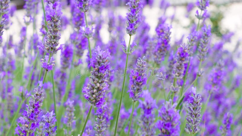 Plante pourpre lavande fleurie dans le lit de fleurs banque de vidéos