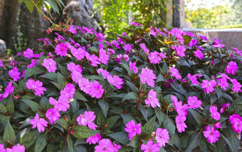 Plante tropicale avec le neuguinea rose d'impatiens de fleurs photo stock Plante tropicale avec le neuguinea rose d'impatiens de fleurs photo stock
