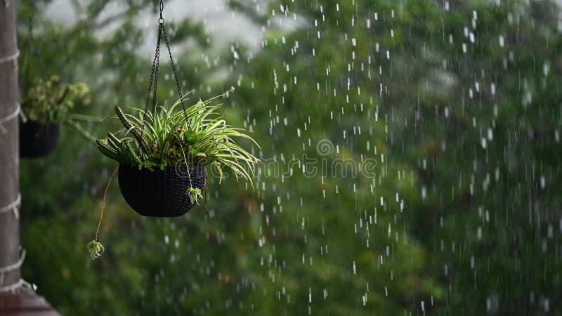 Plante suspendue goutte