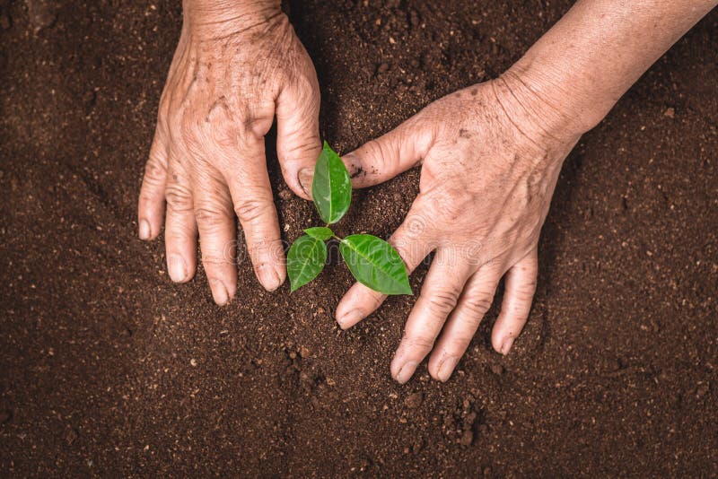 Plante una planta creciente del árbol el suelo y los almácigos en el gato viejo imágenes de archivo libres de regalías Plante una planta creciente del árbol el suelo y los almácigos en el gato viejo imágenes de archivo libres de regalías