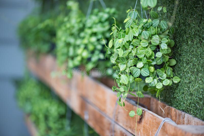 Plante verte dans le bac image stock Plante verte dans le bac image stock