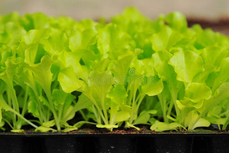 Plante verte de laitue. nourriture et légume photo stock Plante verte de laitue. nourriture et légume photo stock