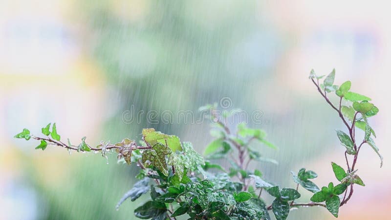 Plante verte sous la pluie Baisses de l'eau sur les lames fraîches