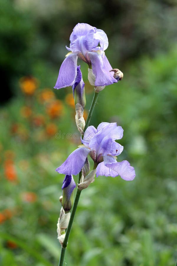 Plante Vivace De Floraison D'iris Avec Les Fleurs Violet-clair Enti?rement  Ouvertes Sur La Longue Tige Simple Plant?e Dans Le Jar Image stock - Image  du chaud, longtemps: 149119449