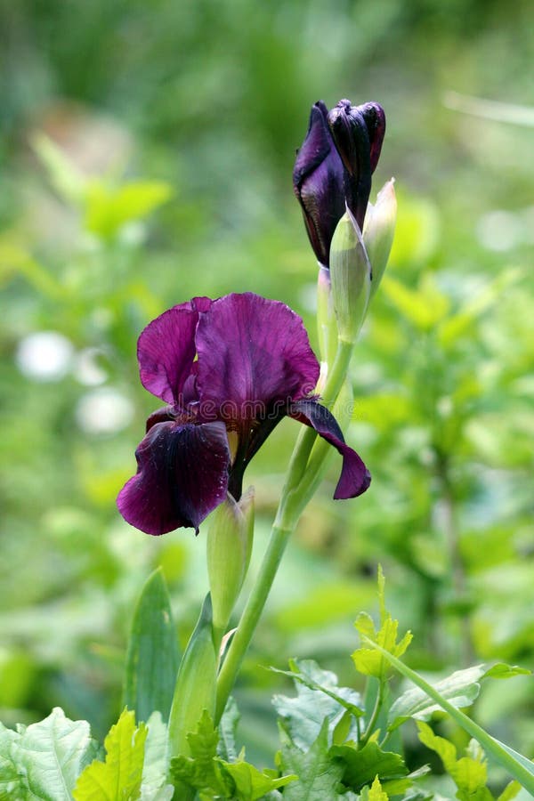 Plante Vivace De Floraison Simple D'iris Avec Les Fleurs Violettes Fonc?es  De Floraison Sur La Longue Tige Simple Plant?e Dans Le Photo stock - Image  du centrale, chaud: 149119776