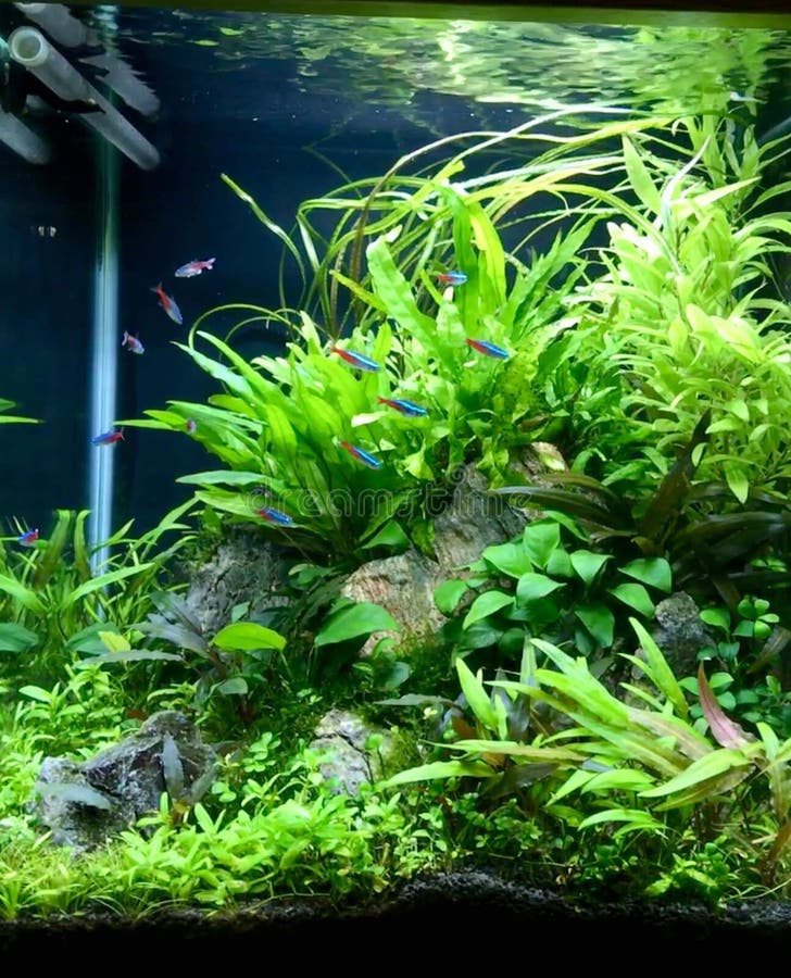 Planted Aquarium Valencia Moss Hairgrass Stock Image Image of valencia, planted 156746427