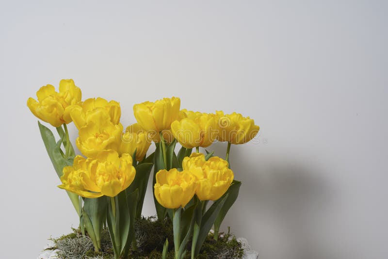 Planted a Bunch of Yellow Tulips in a Vase. Stock Photo - Image of ...