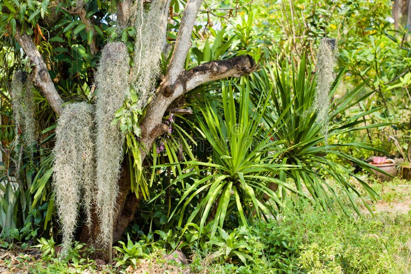 Home garden on the big tree stock photography Home garden on the big tree stock photography