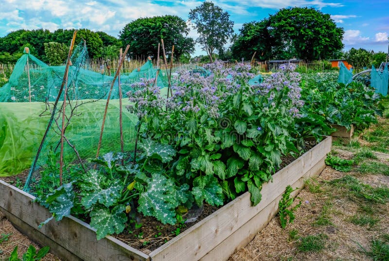 Planter Box with Vegetables Growing in the Allotment. Stock Photo
