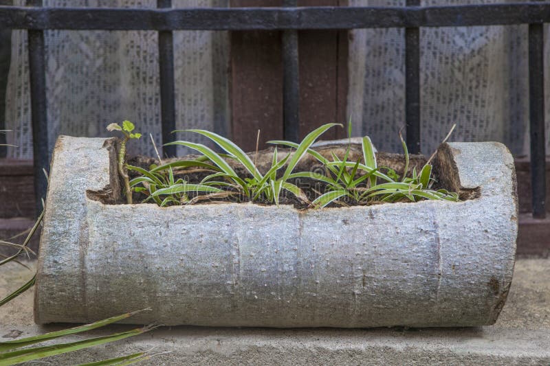 Planter made by hollowing out a trunk stock photos