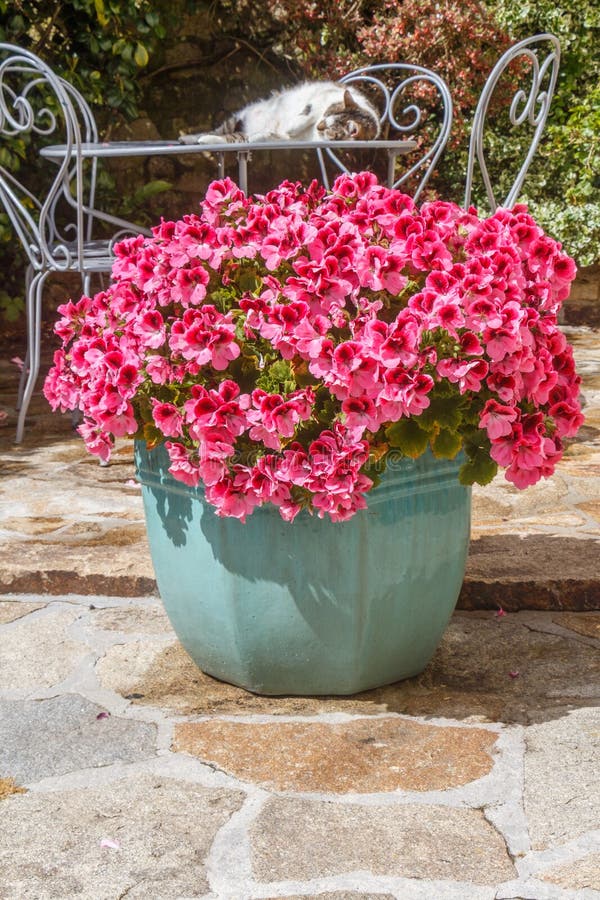 Planter with Pink Geranium Flowers Stock Image Image of flora, planter 121594481