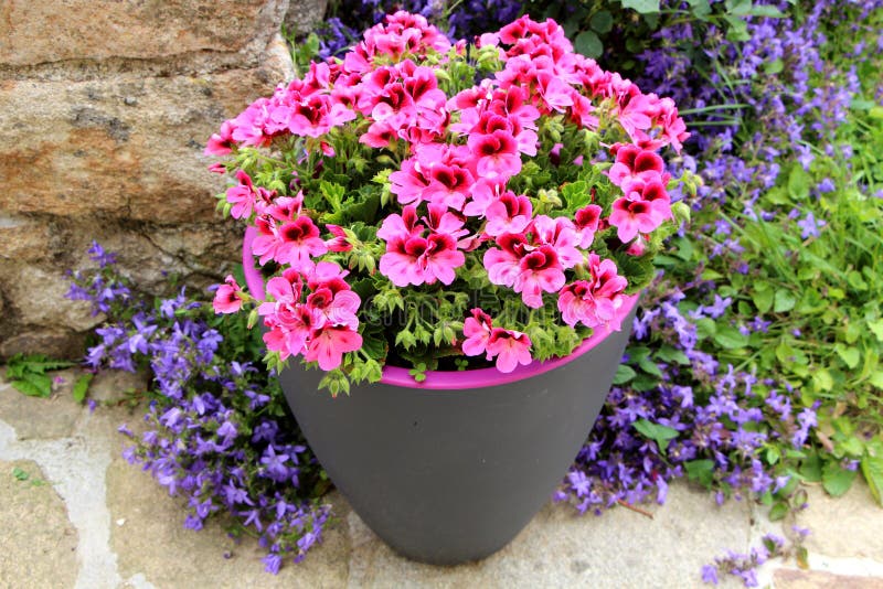 Planter with Pink Geranium Flowers Stock Image Image of flora, planter 121594481