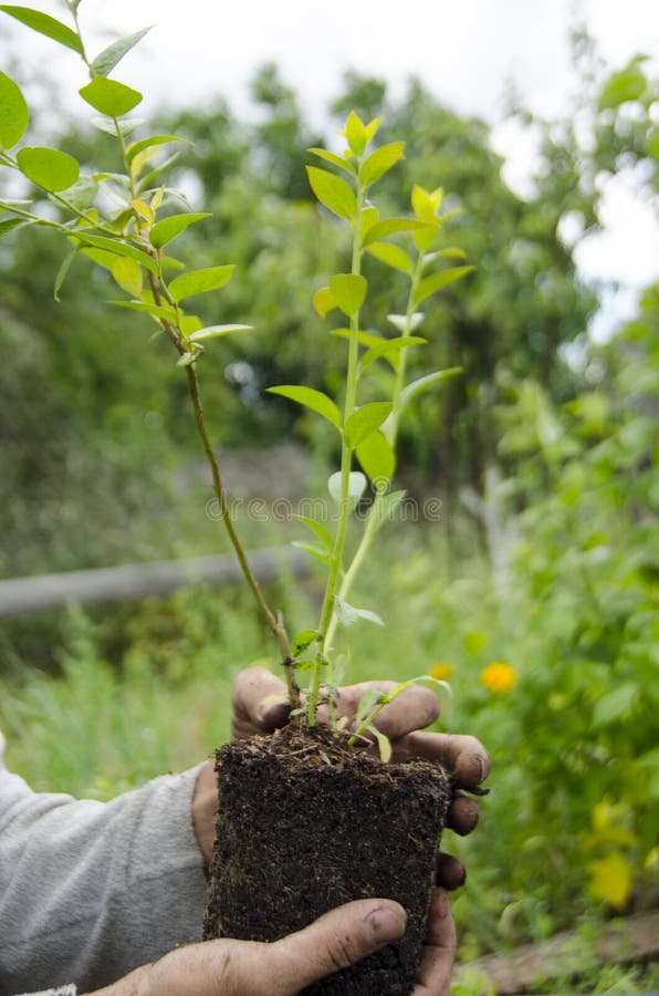 Plantera blåbärplantor i vår arkivbilder