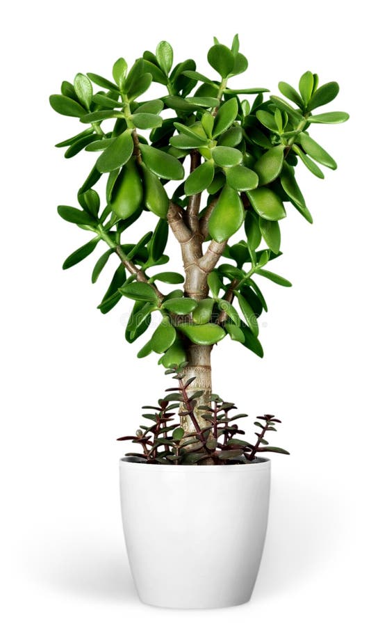 Plantera crassulaen i en blomkruka som isoleras på en vit arkivfoton Plantera crassulaen i en blomkruka som isoleras på en vit arkivfoton