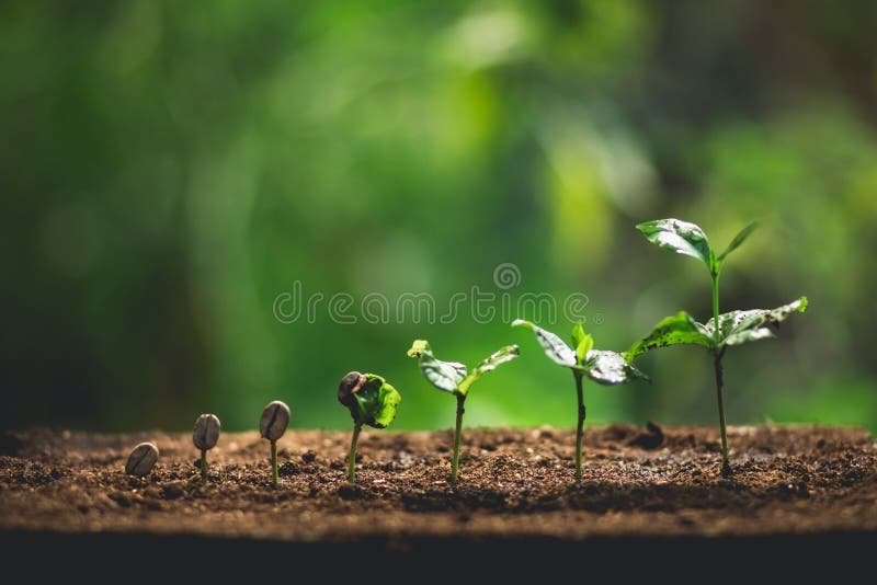 Plantera kaffeplantor i naturnärbild av den nya gröna växten royaltyfri foto Plantera kaffeplantor i naturnärbild av den nya gröna växten royaltyfri foto
