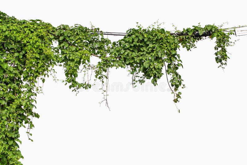 Planterar murgrönan Vinrankor på poler på vit bakgrund