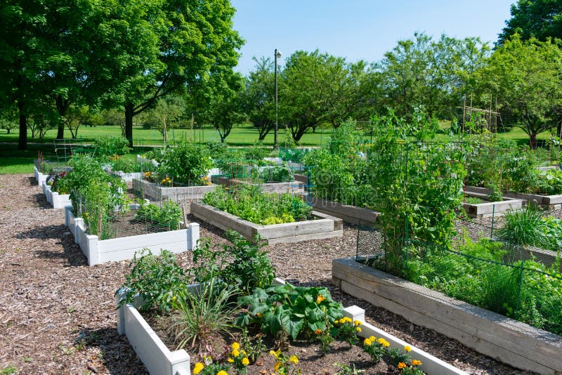 Planters At A Community Garden In A Park In Edgewater Chicago