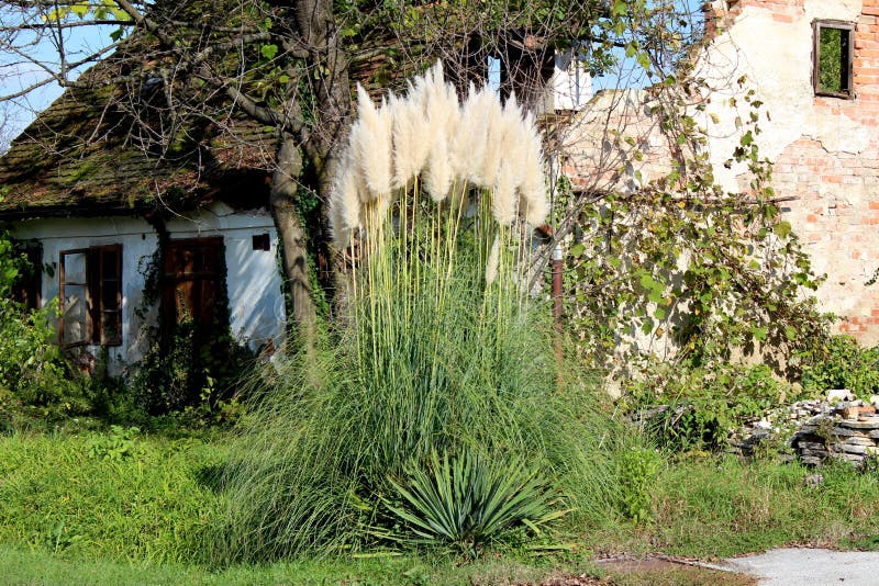 Plantes à Fleurs Grande Herbe De La Pampa Ou De Selloana Cortaderia  S'élevant Comme La Brousse Devant La Ruine Abandonnée De La P Photo stock -  Image du cheminée, croissance: 167787108