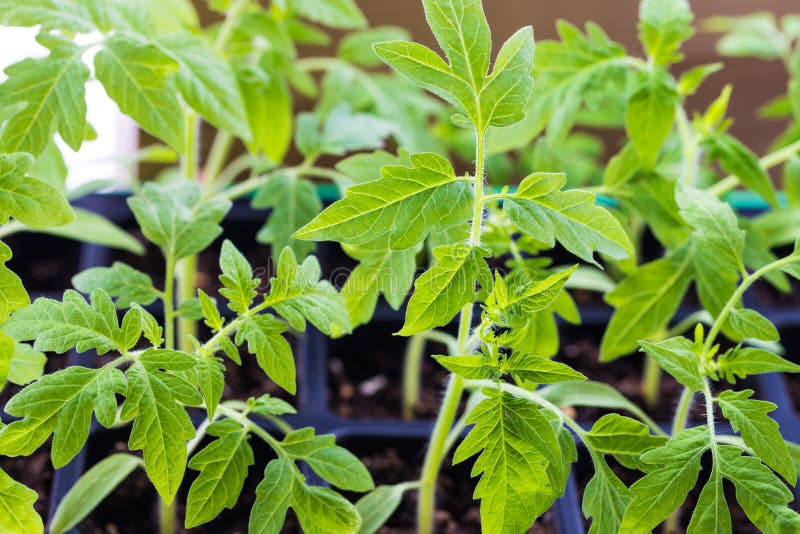 Jeune Plante De Pousse De Tomate Avec Des Feuilles S'élevant Dans Le Pot De  Tourbe Image stock - Image du cultivez, ferme: 120493223