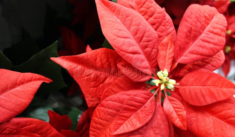 Plantes D'intérieur Rouge Lumineuse D'usine Poinsettia Pour Noël. Fleur  Rouge Traditionnelle De Noël Complètement De Noël Photo stock - Image du  événement, fond: 204197892