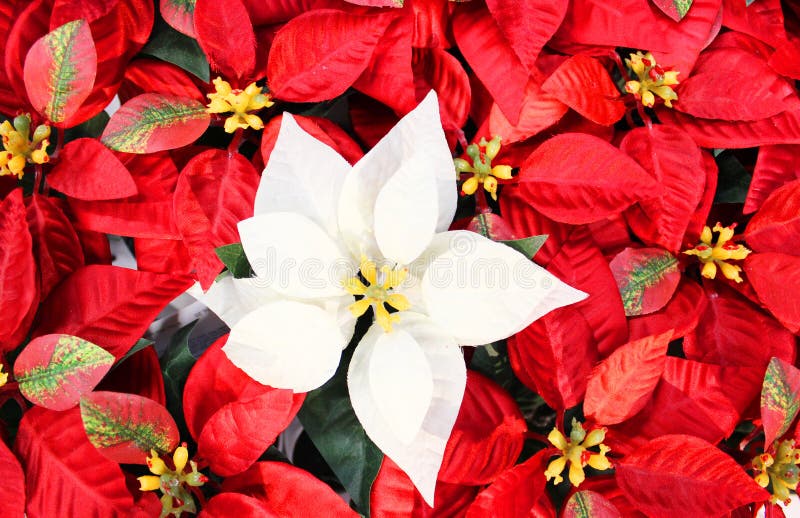 Plantes D'intérieur Rouge Lumineuse D'usine Poinsettia Pour Noël. Fleur  Rouge Traditionnelle De Noël Complètement De Noël Photo stock - Image du  décoration, neuf: 204198168