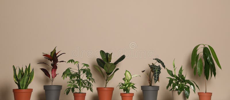 Different exotic houseplants on dark beige background. Different exotic houseplants on dark beige background