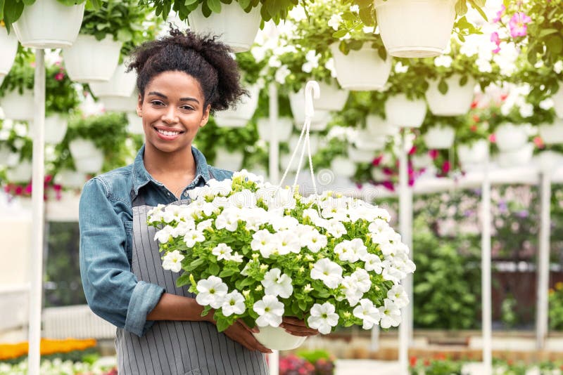 Plantes fleuristes et fleuries. Une agricultrice au tablier tient des fleurs blanches dans les mains image libre de droits