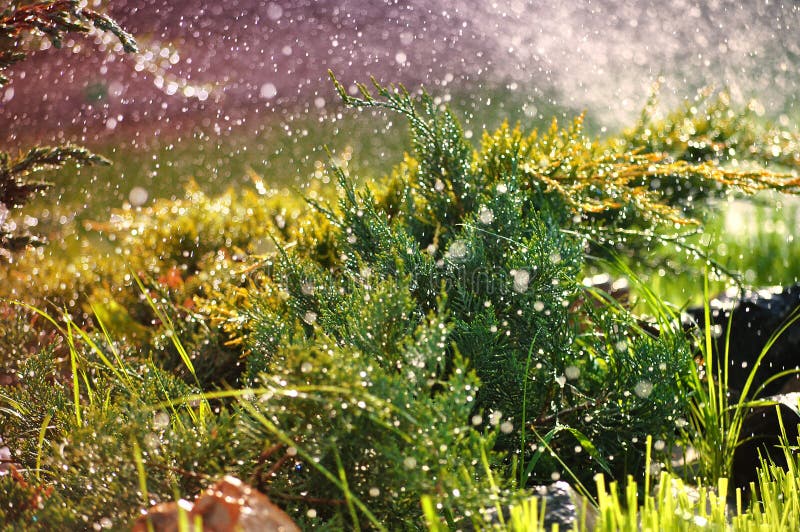 Plantes ornementales vertes dans le jardin sous des gouttes de pluie d'?t? image stock Plantes ornementales vertes dans le jardin sous des gouttes de pluie d'?t? image stock