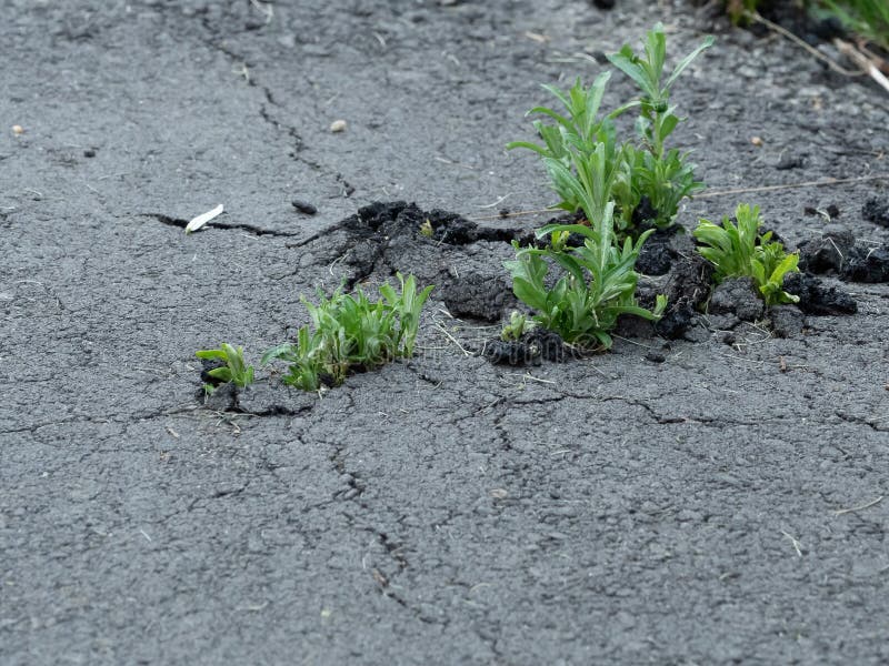 Plantes poussant sur le trottoir images stock Plantes poussant sur le trottoir images stock