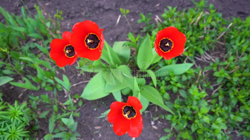 Plantes rouges de champ de tulipe de printemps. Concept naturel de beauté de fleur.