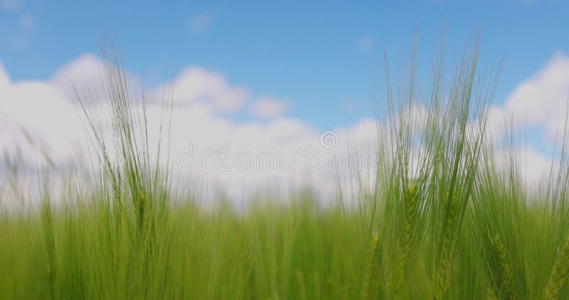 Plantes vertes de blé frais contre ciel bleu et nuages